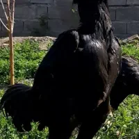 جوجه لاری تاجمهر|حیوانات مزرعه|تهران, پونک|دیوار