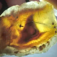 15 عدد سنگ شجر راف قائن معدنی بسیار زیبا و عالی