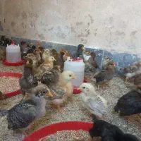 جوجه یکماهه گلپایگانی فریمان