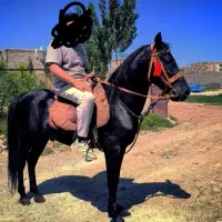 اسب کرد نر|اسب و تجهیزات اسب‌سواری|اردبیل, |دیوار