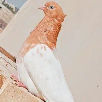 ماده کله زدن جوان پرتقالی  پاک|پرنده|اهواز, شهرک برق|دیوار