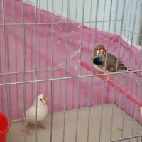 فنچ کینگ انگلیسی|پرنده|خرمآباد, |دیوار