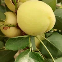 باغچه-به-متراژ-1245