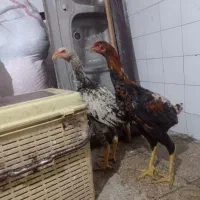 جوجه خروس لاری دنگ بالا|حیوانات مزرعه|تهران, دهم فروردین|دیوار