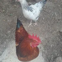 مرغ و خروس|حیوانات مزرعه|کلیبر, |دیوار