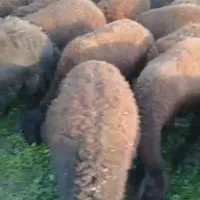 گوسفند قیزل افشار|حیوانات مزرعه|نوشین شهر, |دیوار