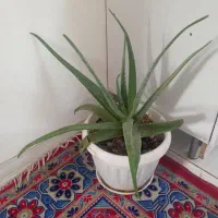 آلوئه ورا وکاکتوس