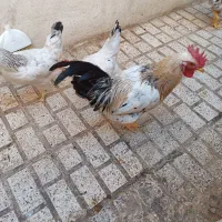 فروش مرغ و خروس اصیل محلی|حیوانات مزرعه|مشهد, شهید معقول|دیوار