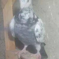 پلاکی ماده