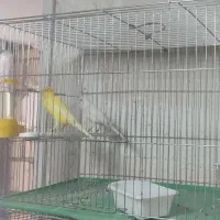 قناری سفید و طلایی