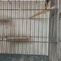 سهره|پرنده|مراغه, |دیوار