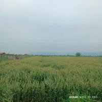 زمین-باغی