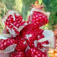 شراکت مالی|خدمات مالی، حسابداری، بیمه|شیراز, معالی‌آباد|دیوار