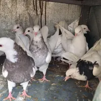 طوقی ساده|پرنده|مبارکه, |دیوار