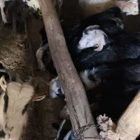 کهره نر و ماده|حیوانات مزرعه|لردگان, |دیوار