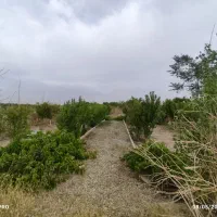 باغچه