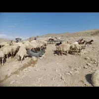 چوپان روزی ۲/۵۰۰/۰۰۰ دومیلیون پانصد در خدمتم