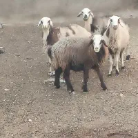 شیشک داشتی