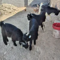 کهره نر در سروستان|حیوانات مزرعه|سروستان, |دیوار