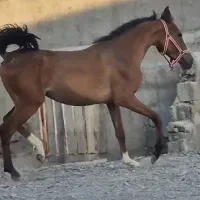 فروش سه راس اسب یک ترکمن دو عرب