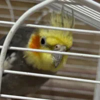 عروس هلندی مولد