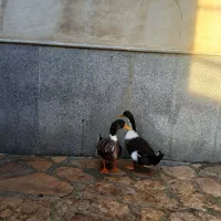 حیوانات مزرعه