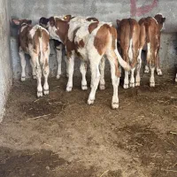 گوساله اصیل پرواری