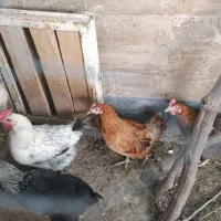 مرغ محلی تخم گذار