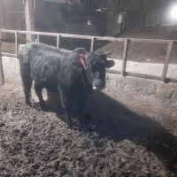 سلام تعداد ۸عدد گوساله  دورگ گلیک