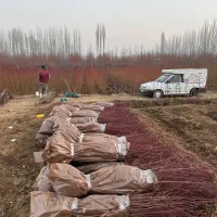 پیشفروش نهال سپیداریکساله و دوساله|خدمات باغبانی و درختکاری|پلنگ آباد, |دیوار