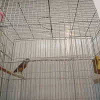 تعدادقنار نر سوختی