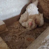 مرغ لاری اصل