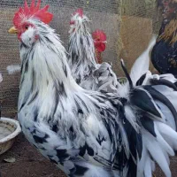فروش عروس کوشین سلطان