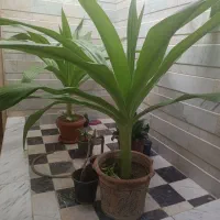 گل خانگی