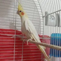 عروس هلندی نر لوتینو