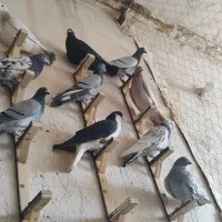 سبز|پرنده|مشهد, رباط طرق|دیوار