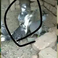 ابلغ گمشده خریدارم ۲م خریدارم|حیوانات|هامون, |دیوار