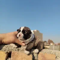 روباهی پامرانین|سگ|قرچک, مهدیه|دیوار