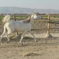 فروش اسب سفیدمادیان بسیار زیبا با آبستن ۴ماهه|اسب و تجهیزات اسبسواری|فیروزآباد (فارس), |دیوار