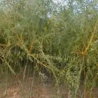 نهال های بید مجنون سبز و زرد و فری پیوندی تنه دار