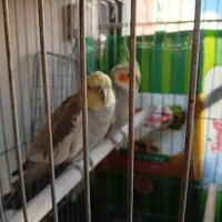 عروس هلندی|پرنده|پرند, فاز ۵|دیوار