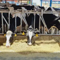 سوله سازی پرتال|خدمات پیشه و مهارت|نجفآباد, ویلاشهر|دیوار