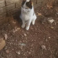 واگذاری گربه|گربه|اهواز, شهرک دانشگاه|دیوار