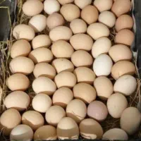 خرما رب انار شیره خرما تخم مرغ محلی تازه|حراج|اهواز, کوی ترابری|دیوار