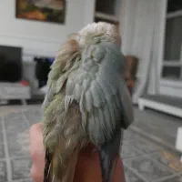 طوطی گرینچیک پایین اپل|پرنده|نجف‌آباد, الله اکبر|دیوار