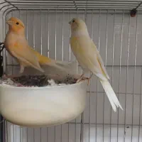 قناری رنگ روشن نو جفت جوان