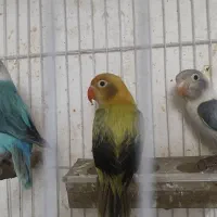 سرلاکی برزیلی پاربلو و یووینگ گلد و راهب ، گلدین