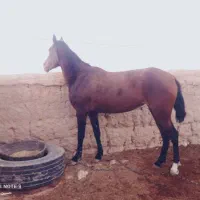 کره مادیون دوساله ترکمن مدارک دار