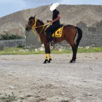 فروشی|اسب و تجهیزات اسبسواری|بستک, |دیوار