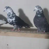 دوجفت و چندتا ماده تکی تهرونی